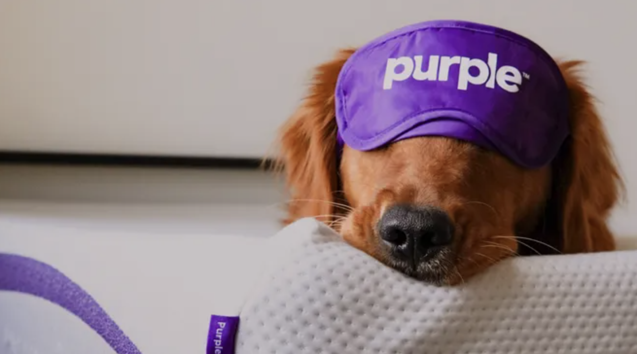The Best Pet-Friendly Furniture for Your Home